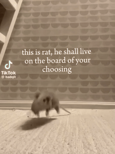 Rat Saying This Is Rat He Shall Live On Board GIF