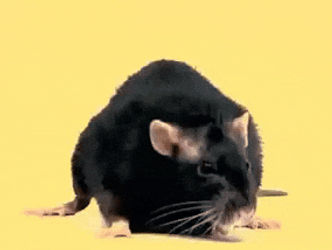 Rat Showering Get The Best Body Figure GIF