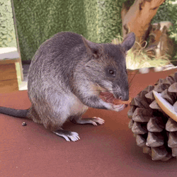 Rat Showering Kick Thick GIF