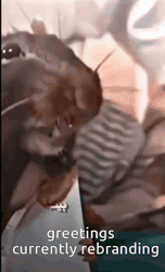 Rat Silly Reaction Meme GIF