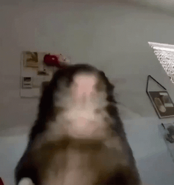Rat Stares At Camera Meme GIF