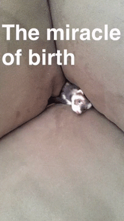 Rat The Miracle Of Biryj GIF