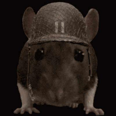 Rat Wearing Military Hat With 11 GIF