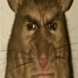 Rat With Human Face Close Up GIF