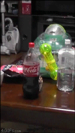 Rata Escondido GIF