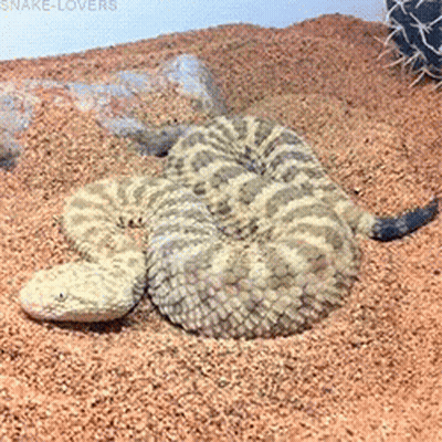 Rattlesnake Curled Up In Sand GIF