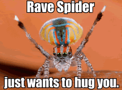 Rave Spider Wants To Hug  GIF