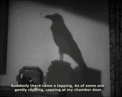 Raven Bird Shadow GIF