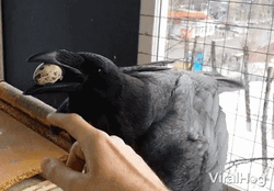 Raven Bird With Egg On Mouth GIF