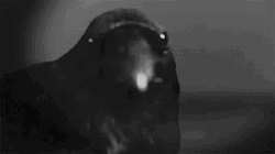 Raven Close Up Shot GIF