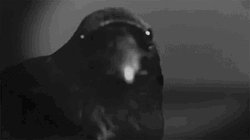 Raven Moving Closer GIF