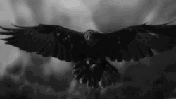 Raven Spreading Wings Fly GIF