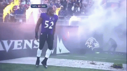 Ravens The Winner GIF