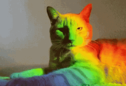 Reading Rainbow Cat RGB Lights GIF