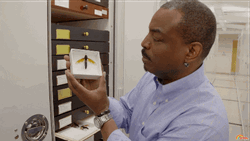 Reading Rainbow LeVar Burton Showing Insect GIF