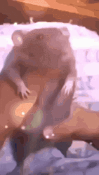 Real Biggie Cheese GIF