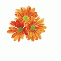 Real Floral Art Design Spring GIF