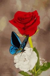 Real Floral Beautiful Butterfly GIF