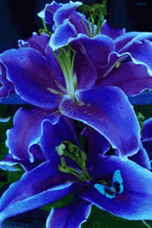 Real Floral Blue Aesthetic Butterfly GIF