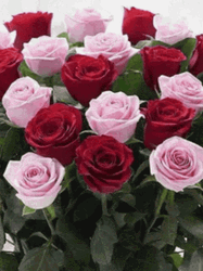 Real Floral Colorful Roses Clips GIF