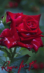 Real Floral Red Roses GIF