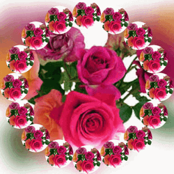 Real Floral Roses Flower Spin GIF