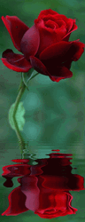 Real Floral Water Reflection GIF
