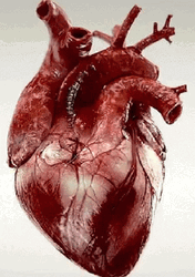 Real Life Corazon Pumping GIF