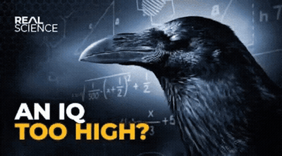 Real Science Poster Crow Math Problem GIF