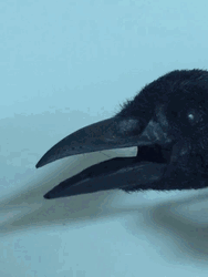 Realistic Crow Puppet GIF