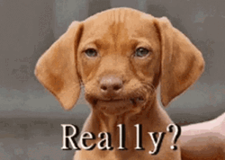 Really Not Impressed Puppy  GIF