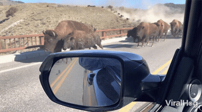 Rear View Mirror With Bison Herd On Road GIF