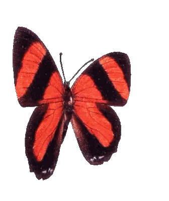 Red And Black Striped Butterfly Sticker