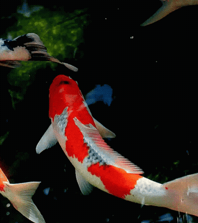Red And White Fish Swimming In Pond Panajan GIF