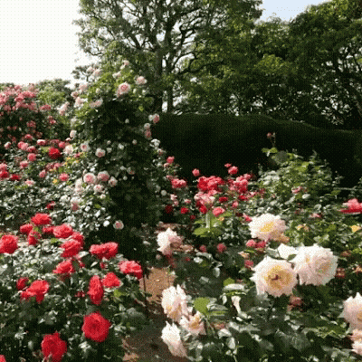 Red And White Rose Garden GIF