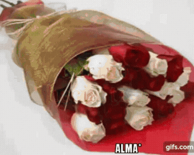 Red And White Roses Wrapped In Red Paper With Alma GIF