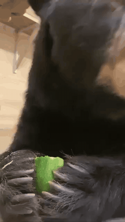 Red Angry Bird Eating Popcorn Holding Mustard GIF