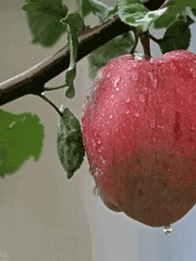 Red Apple With Water Drops Hanging From Tree Branch GIF