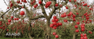Red Apples Hanging From Tree With Aliabdi GIF