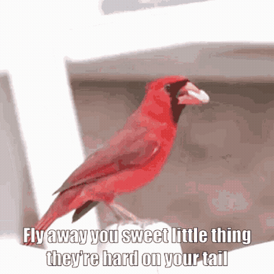 Red Bird Fly Away Words GIF