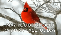 Red Bird Peaceful Winter Wednesday GIF