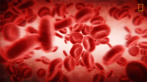 Red Blood Cells Floating In Blood GIF