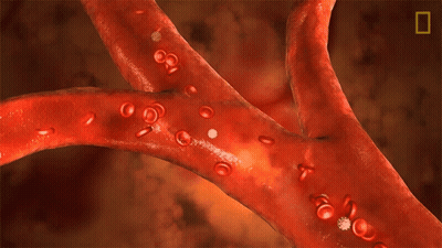Red Blood Cells In Blood Vessel GIF