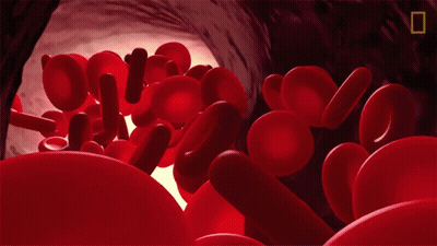 Red Blood Cells In Blood Vessel GIF
