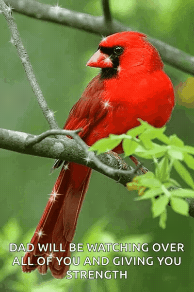 Red Cardinal On Branch Saying Dad Watching Over You GIF