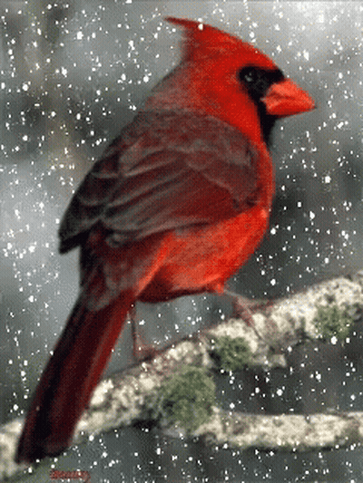 Red Cardinal Perched On Branch In Snow GIF