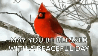 Red Cardinal Perched On Snowy Tree Branch GIF