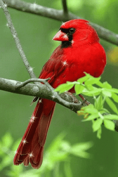 Red Cardinal Perched On Tree Branch With Green Leaves GIF