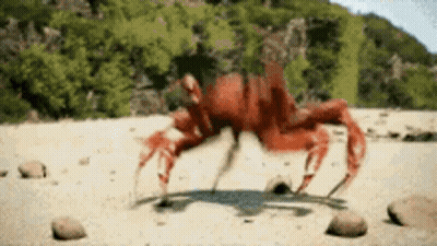 Red Crab Crawling On Sandy Beach GIF