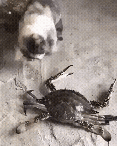 Red Crab Smiling Dios Te Bendiga Ponchin GIF